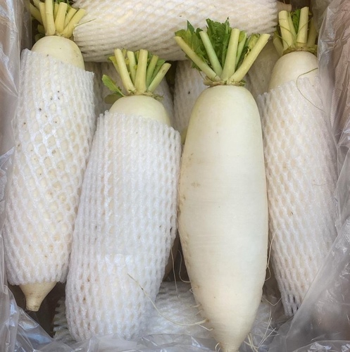 فجل ابيض كيلو