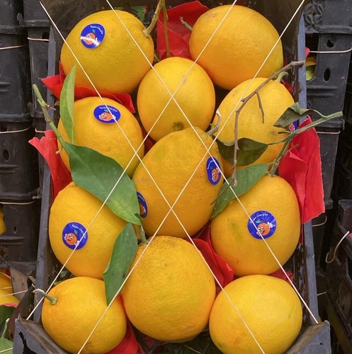 ابوصره بلدي سله