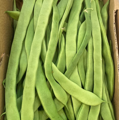 بدريه كرتون