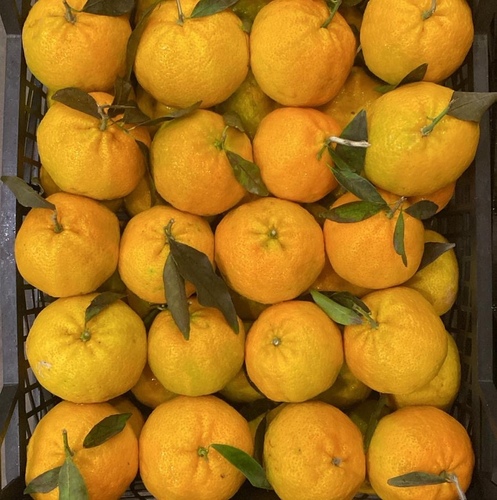 My Egyptian mandarin is a large basket