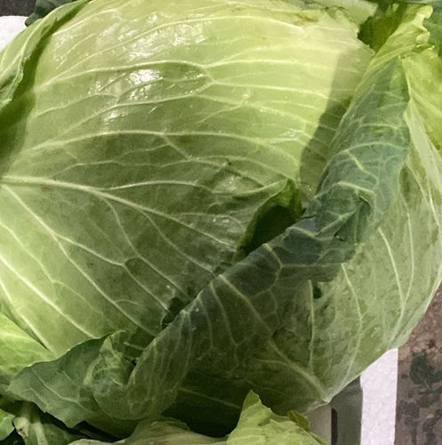 Green Cabbage