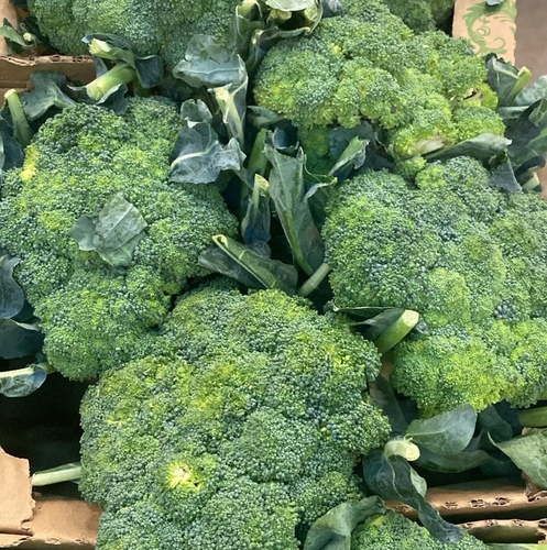 بروكلي كويتي كرتون