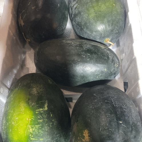 بطيخ كويتي  فلين