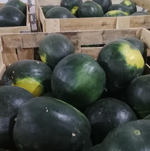 بطيخ بمني حبه