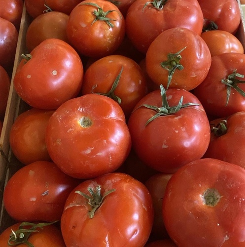 طماطم خشب كبير