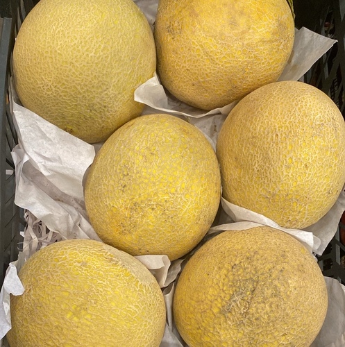 كنتالوب سله