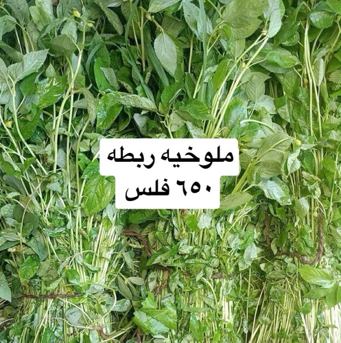 ملوخيه