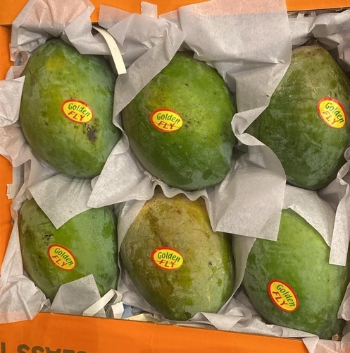 مانجو كيت   كرتون