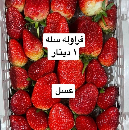 strawberry  1