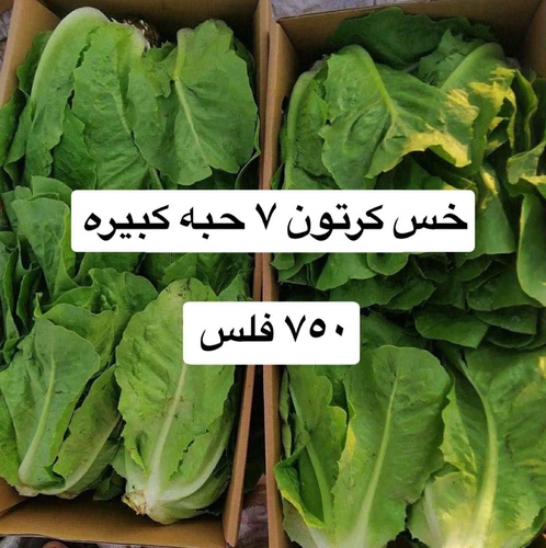 Round Lettuce Kuwaiti