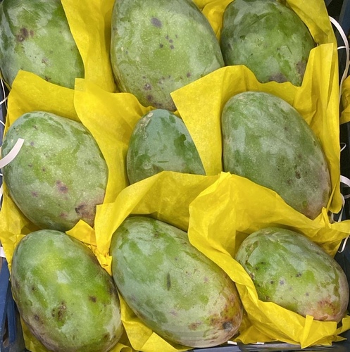 مانجو كيت  سله