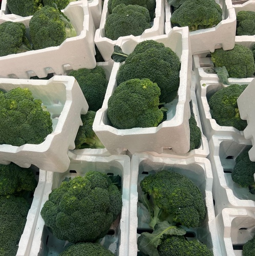 بروكلي كويتي فلين