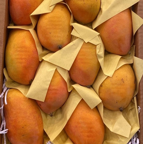 مانجو تيمور كرتون