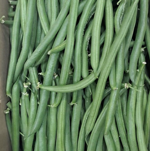 فاصوليا كرتون