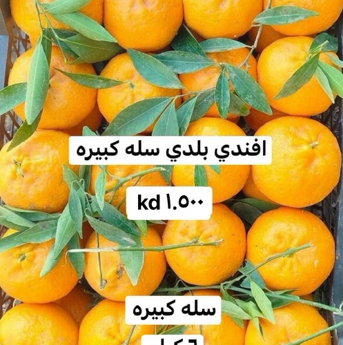 افندي بلدي  مصري سله كبيره