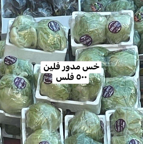 Round Lettuce Kuwaiti