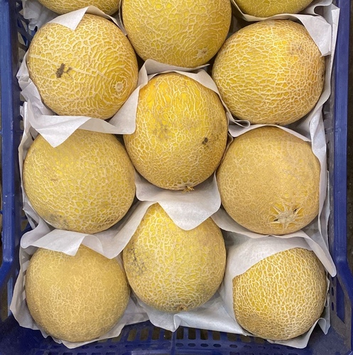 كنتالوب كيلو