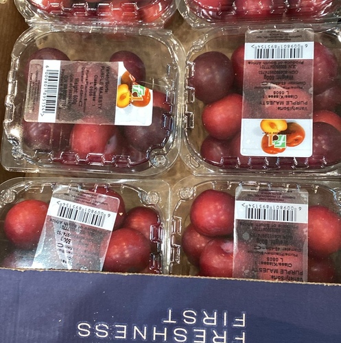 كوجا احمر علبه