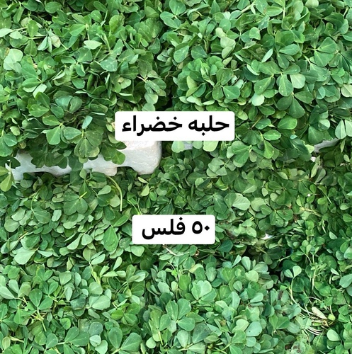 حلبه خضره