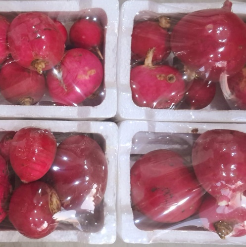 فجل احمر فلين