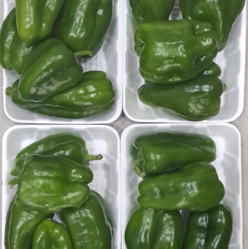 Omani  Sweet Pepper