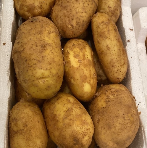 بطاطا فلين كبير