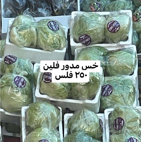 Round Lettuce Kuwaiti
