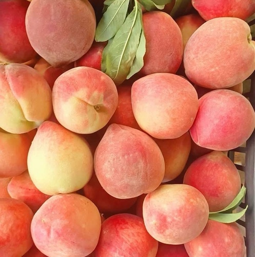 خوخ سكري كيلو