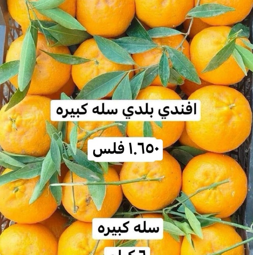 افندي بلدي  مصري سله كبيره