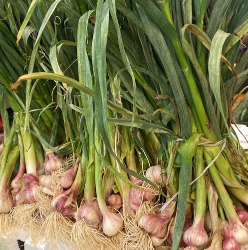 ثوم بلدي  ربطه