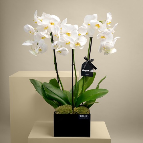 Prestigious - A box filled with orchids and palm moss. A perfect gift to celebrate advancement and achievements.