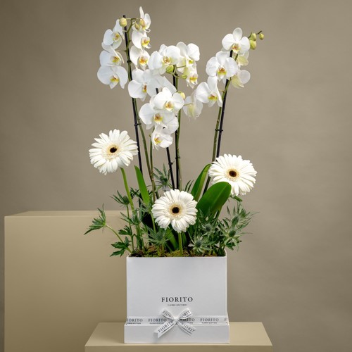 Timeless - A box filled with orchids, gerbera and eryngium. Adds a touch of elegance to any of your occasions.