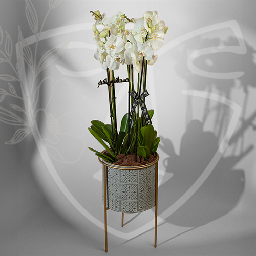 Orchid 2 - stand orchid size : 100*45 cm