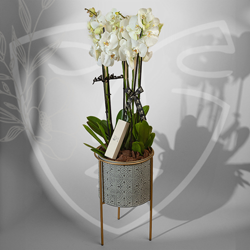 Orchid - big stand with chocolate size : 100*45 cm