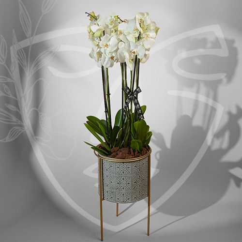 Orchid 2 - stand orchid size : 100*45 cm