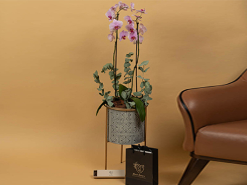 Liona - Metal stand Size 110/35 cm With a group of orchids With imported cocoa