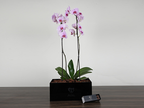 Orce - Plexi box made of luxurious black acrylic Size 90/30 cm With orchids Available with cocoa