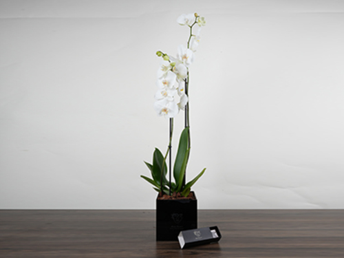 Oruo - Plexi box made of luxurious black acrylic Size 90/12 cm With orchids With cocoa