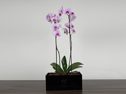 Orco - Plexi box made of luxurious black acrylic Size 30/90 cm With luxurious orchid flowers