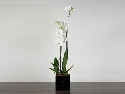 Mine orco - Black plexi box made of luxurious acrylic Size 12/90 cm Of luxurious orchid flowers