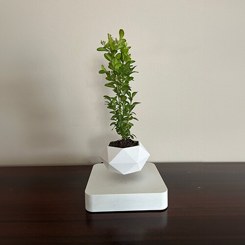 Square white base with white pot - Natural plant in levitating plant pot. choose your base (white or wood).