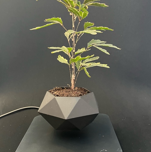 Black Square base with black pot - Natural plant in levitating plant pot. choose your base black square or black hexagon.