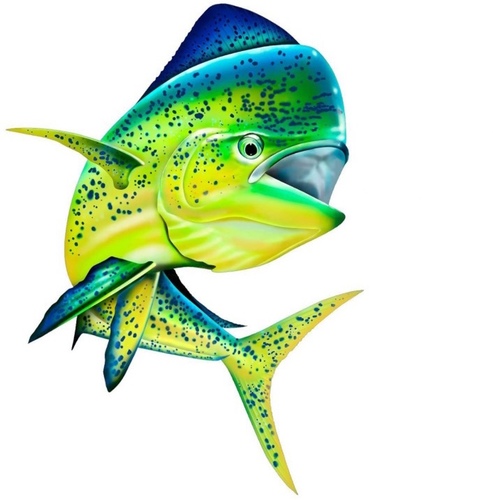 mahi-mahi fish sticker - waterproof  laser technology HD print
 Size : 20 x 15 cm