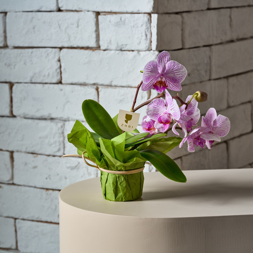 little Arcadia - Super  petite, perennial white orchid plant adds a lot of elegance to your office , presented with its special nutrient for better care.