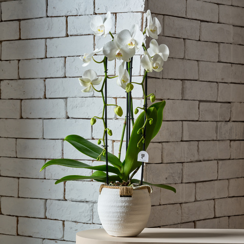 tokyo - The distinctive and rare orchid plant inspired by Japanese gardens, presented with its special nutrient for better care.