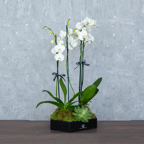 Royal Orchid - This black wooden hexagon contains orchids plant and echeveria.  Height: 84cm – Width: 62cm