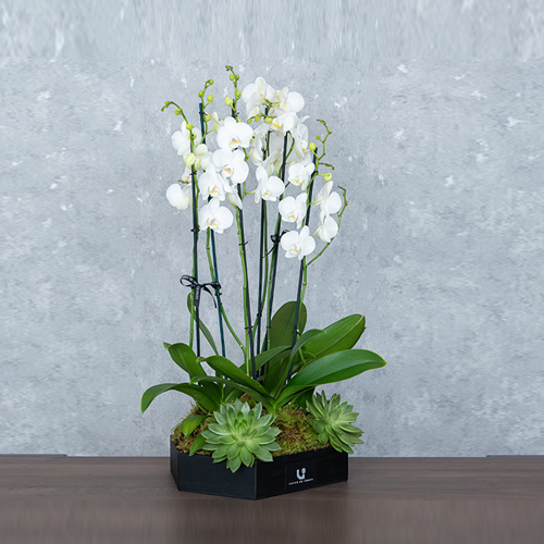 Royal Orchid ll - This black wooden hexagon contains orchids plant and echeveria.   Height: 84cm – Width: 64cm