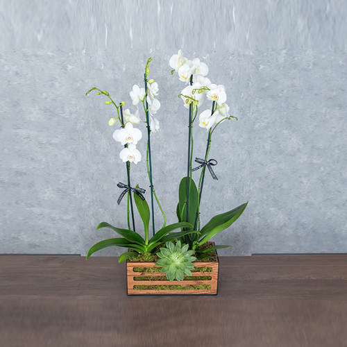 وايت هوب - تحتوي السلة الخشبية على نباتات الأوركيد والجيفيريا.  الطول: 90 سم العرض: 65 سم