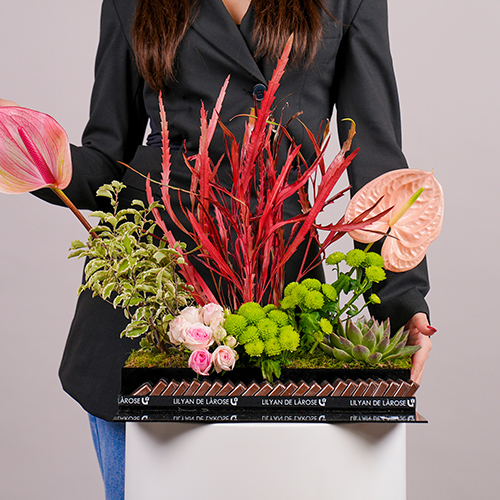 Nova - An acrylic tray that contains baby roses, anthurium, echeveria and grevillea with Belgium chocolates.  Height: 45cm – Width: 50cm