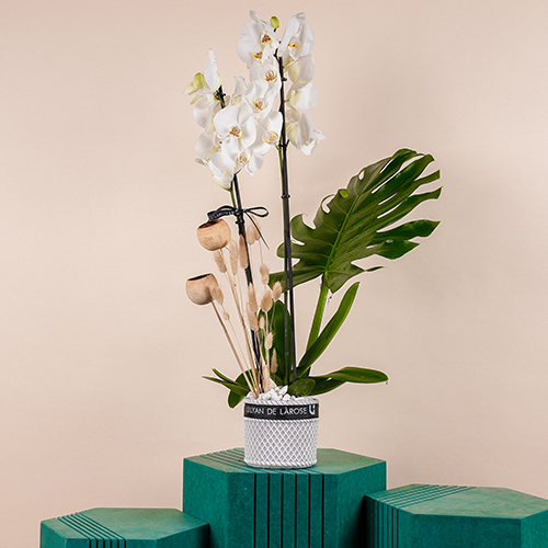 Orchidian - This bouquet contains orchids plant with monstera.  Height: 75 cm - Width: 35 cm